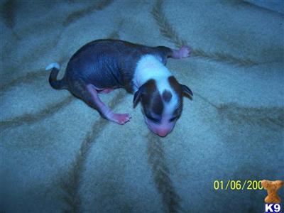 Chinese Crested Puppies for Sale